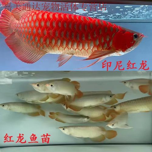 給我一張紅龍魚幼苗的視頻