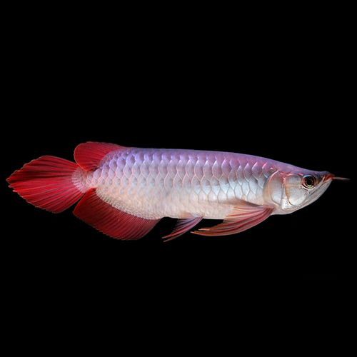 給我一張紅龍魚幼苗的視頻