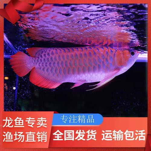 給我一張紅龍魚幼苗的視頻