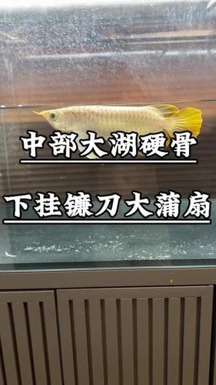 給我一張紅龍魚幼苗的視頻