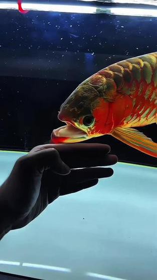 給我一張紅龍魚幼苗的視頻