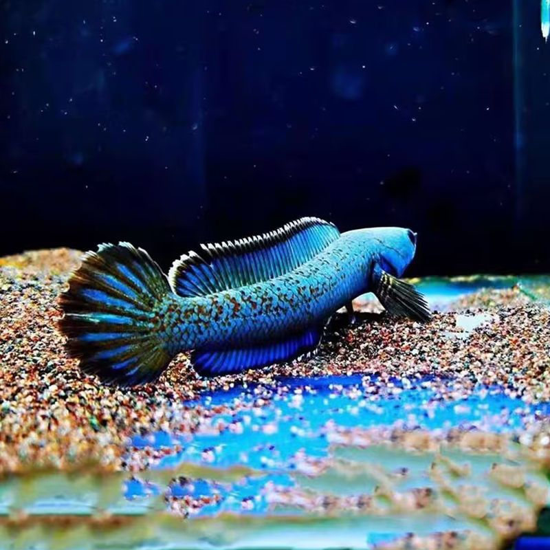 雷龍魚品種價格金塵（雷龍魚市場價格波動原因） 雷龍魚品種價格金塵（雷龍魚市場價格波動原因） 龍魚百科 第4張
