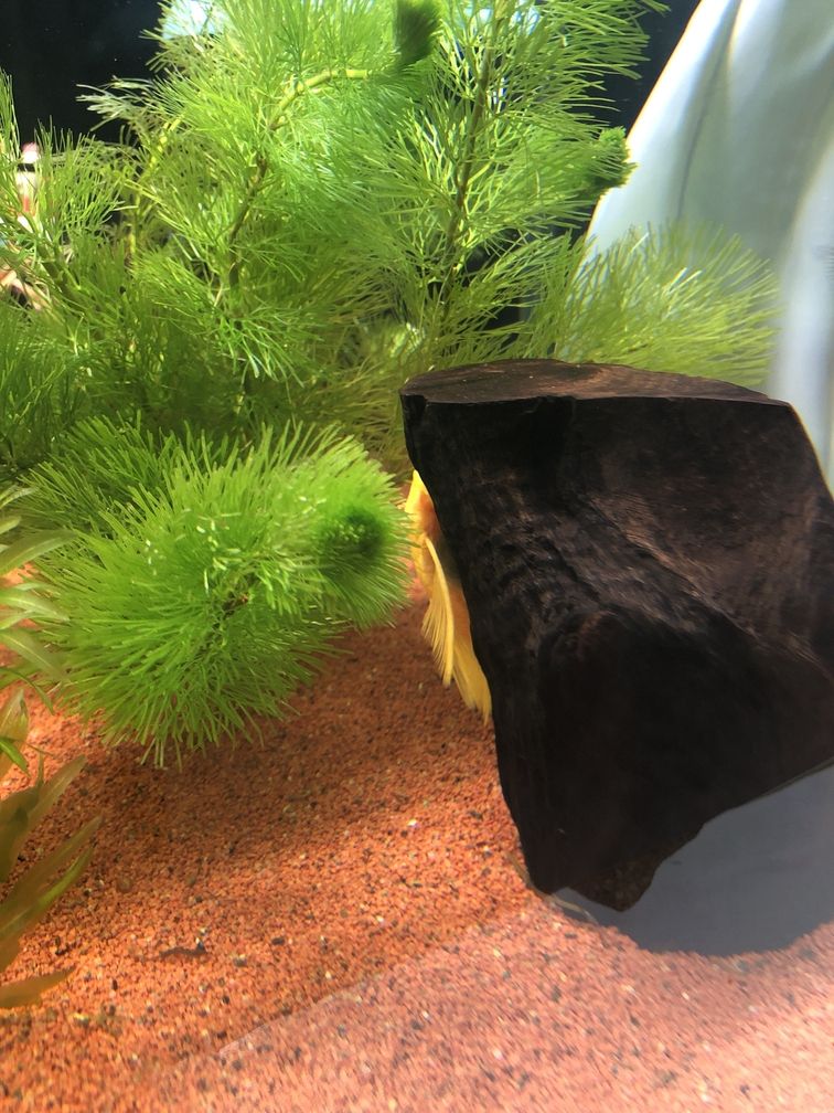 龍魚能用土霉素嗎怎么用：如何使用土霉素治療龍魚