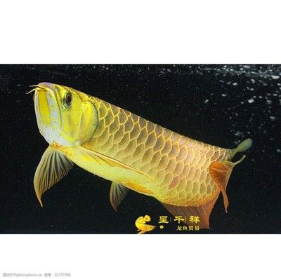 祥龍龍魚官方網站：馬來西亞祥龍魚場官網
