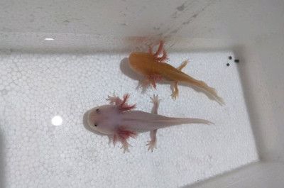 龍魚(yú)都不吃東西怎么辦：龍魚(yú)不吃東西可能由多種因素引起，解決方法及解決方法