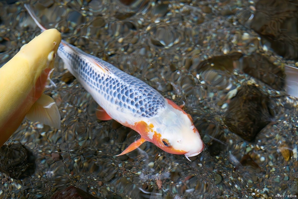 錦鯉和龍魚哪個更好養？