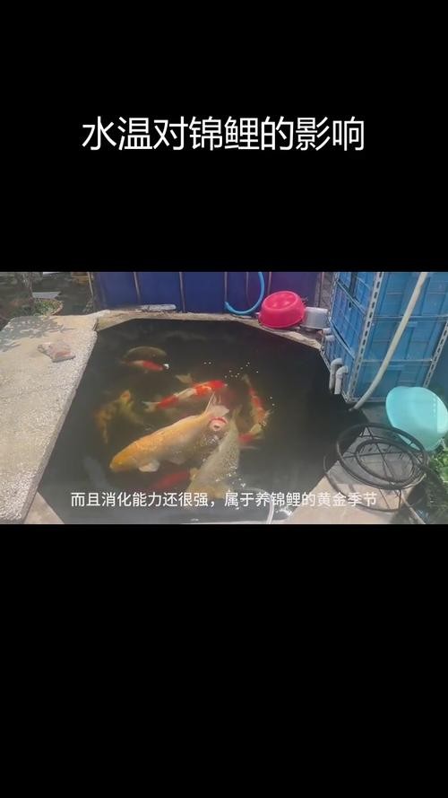 錦鯉和龍魚哪個更好養？