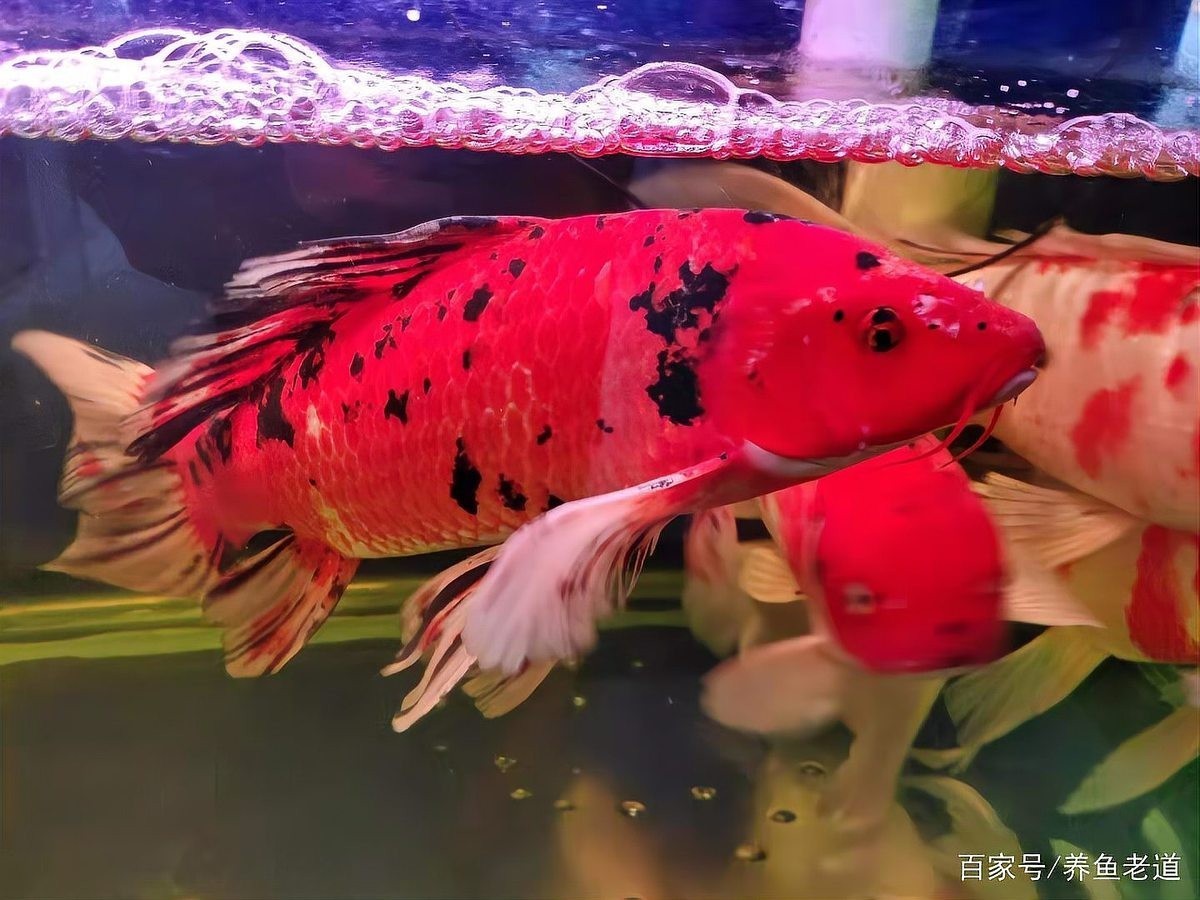 錦鯉和龍魚哪個更好養？
