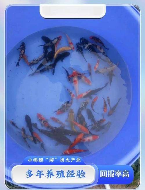 錦鯉和龍魚哪個更好養(yǎng)？