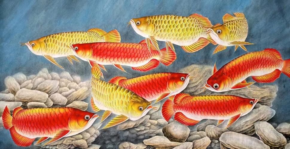 金龍魚群的圖片