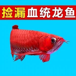 紅龍魚苗疾病預防方法：紅龍魚苗日常健康管理要點紅龍魚苗飼養密度最佳實踐