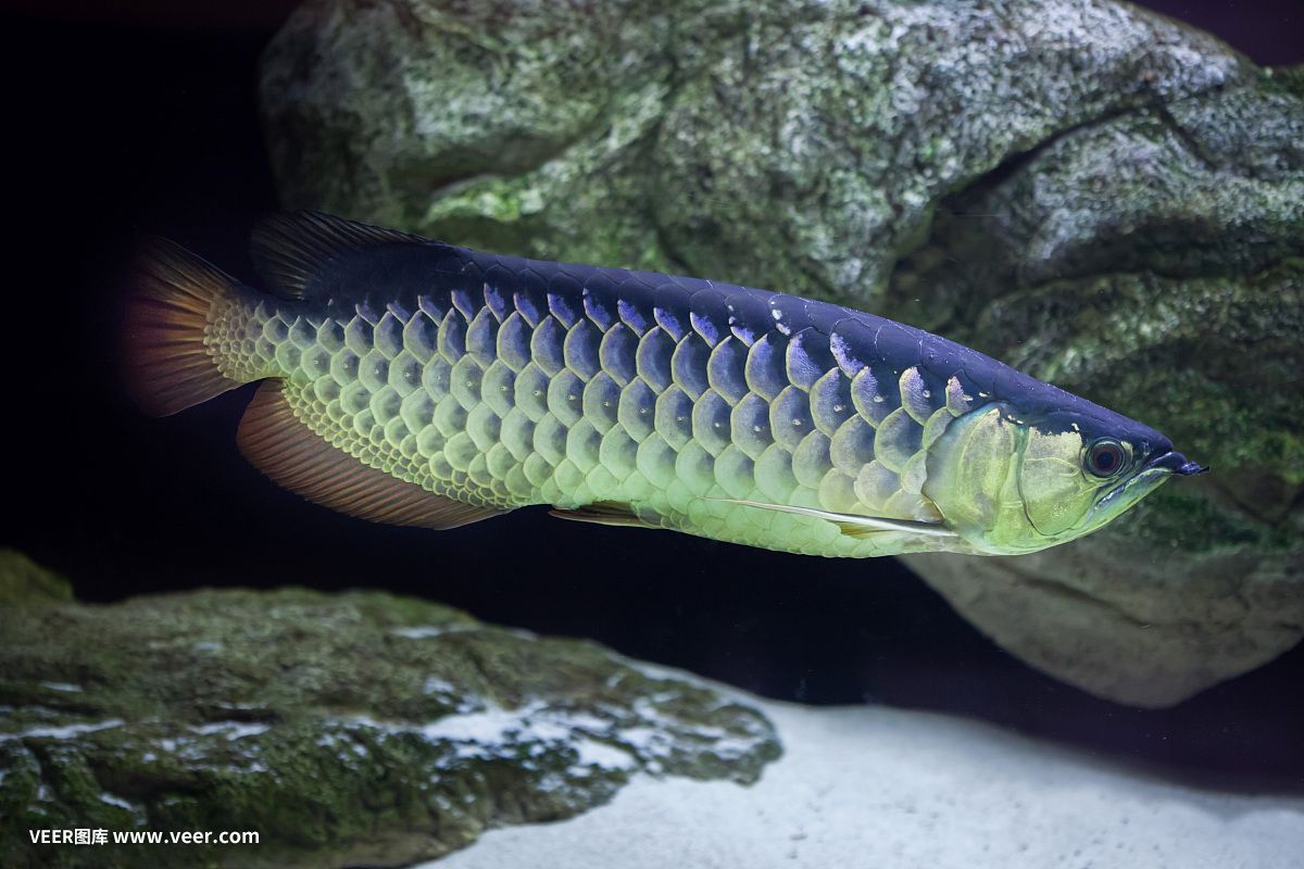 七角龍魚（關于七角龍魚的一些詳細信息）