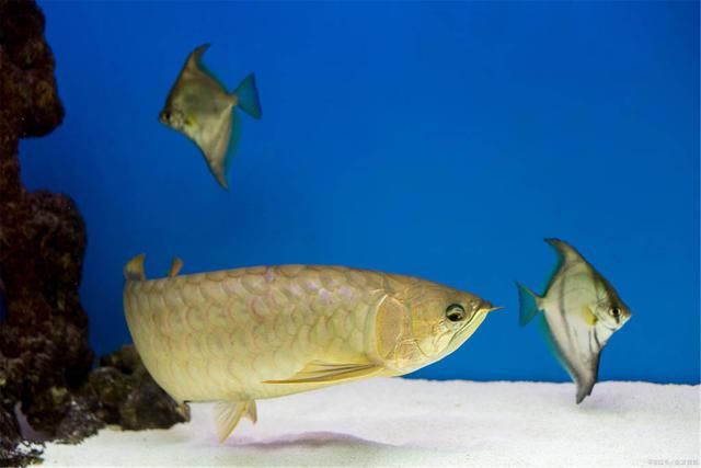 龍魚養(yǎng)一條會不會孤單一些：單養(yǎng)一條龍魚可能會讓它感到孤獨(dú)