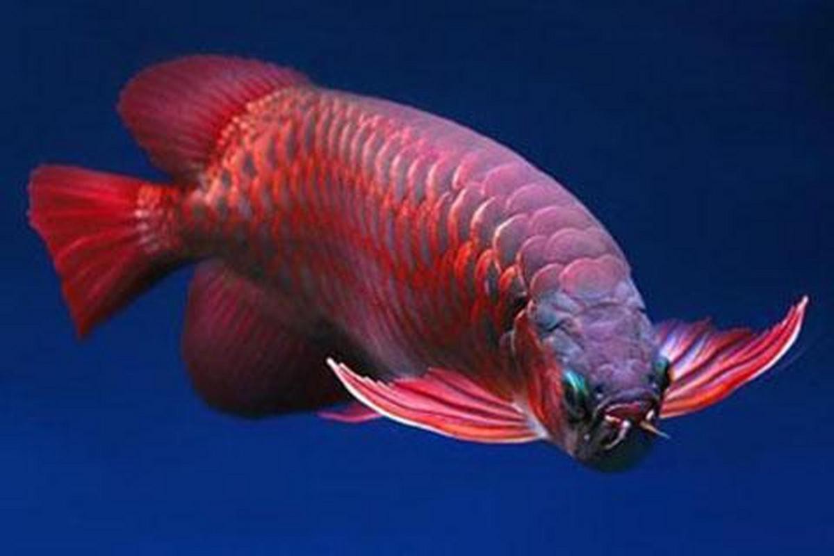 可以吃的金龍魚圖片大全