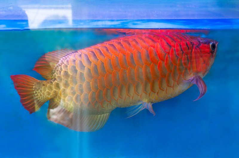 可以吃的金龍魚圖片大全