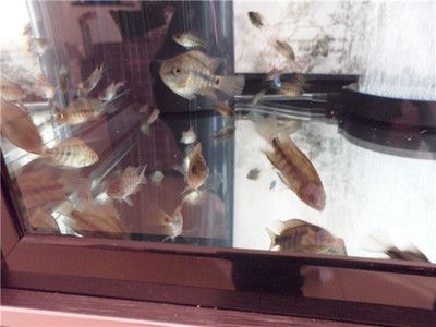 小龍魚苗會被大鸚鵡魚打嗎：小龍魚苗與大鸚鵡魚在同一個魚缸中可能會有一些沖突 小龍魚苗會被大鸚鵡魚打嗎：小龍魚苗與大鸚鵡魚在同一個魚缸中可能會有一些沖突 龍魚百科 第3張