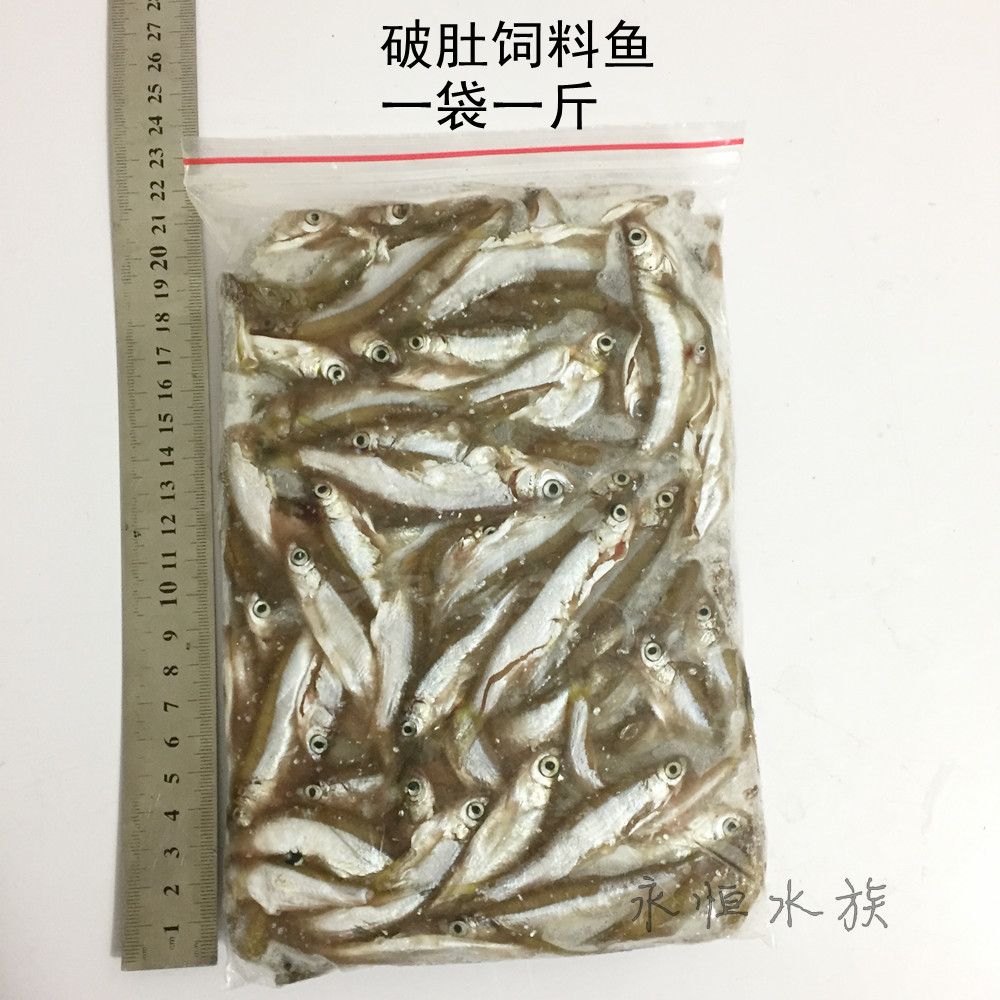 龍魚直接吃冷凍：龍魚可以直接吃冷凍食品嗎？