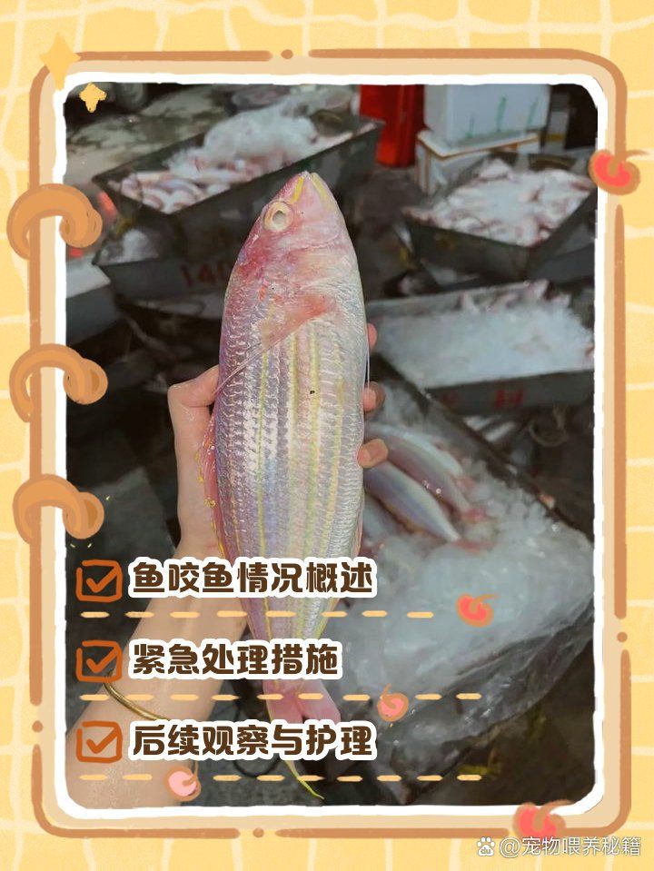 如何預(yù)防龍魚(yú)再次被咬傷