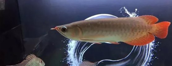 紅龍魚嘴巴一張一合是 紅龍魚嘴巴一張一合是 龍魚百科 第5張