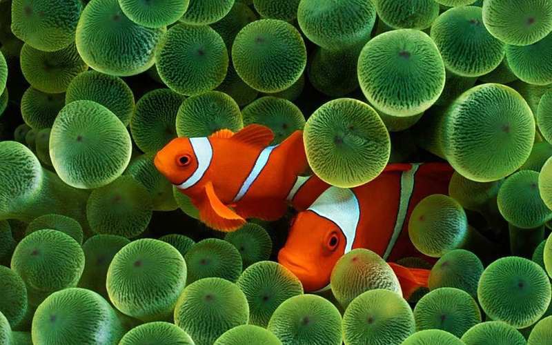 紅龍魚嘴巴一張一合是 紅龍魚嘴巴一張一合是 龍魚百科 第1張