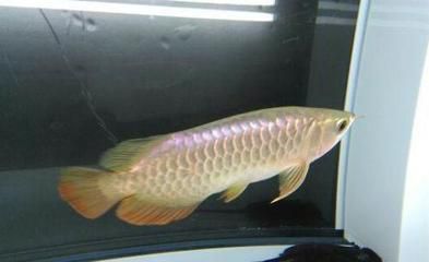 龍魚多久能繁殖：龍魚的繁殖周期因品種而異，但一般需要6-12年