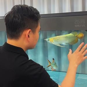 萬龍魚（萬龍魚并不是一個(gè)常見的科學(xué)分類名稱） 萬龍魚（萬龍魚并不是一個(gè)常見的科學(xué)分類名稱） 龍魚百科 第4張