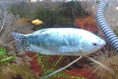 萬龍魚（萬龍魚并不是一個(gè)常見的科學(xué)分類名稱） 萬龍魚（萬龍魚并不是一個(gè)常見的科學(xué)分類名稱） 龍魚百科 第2張