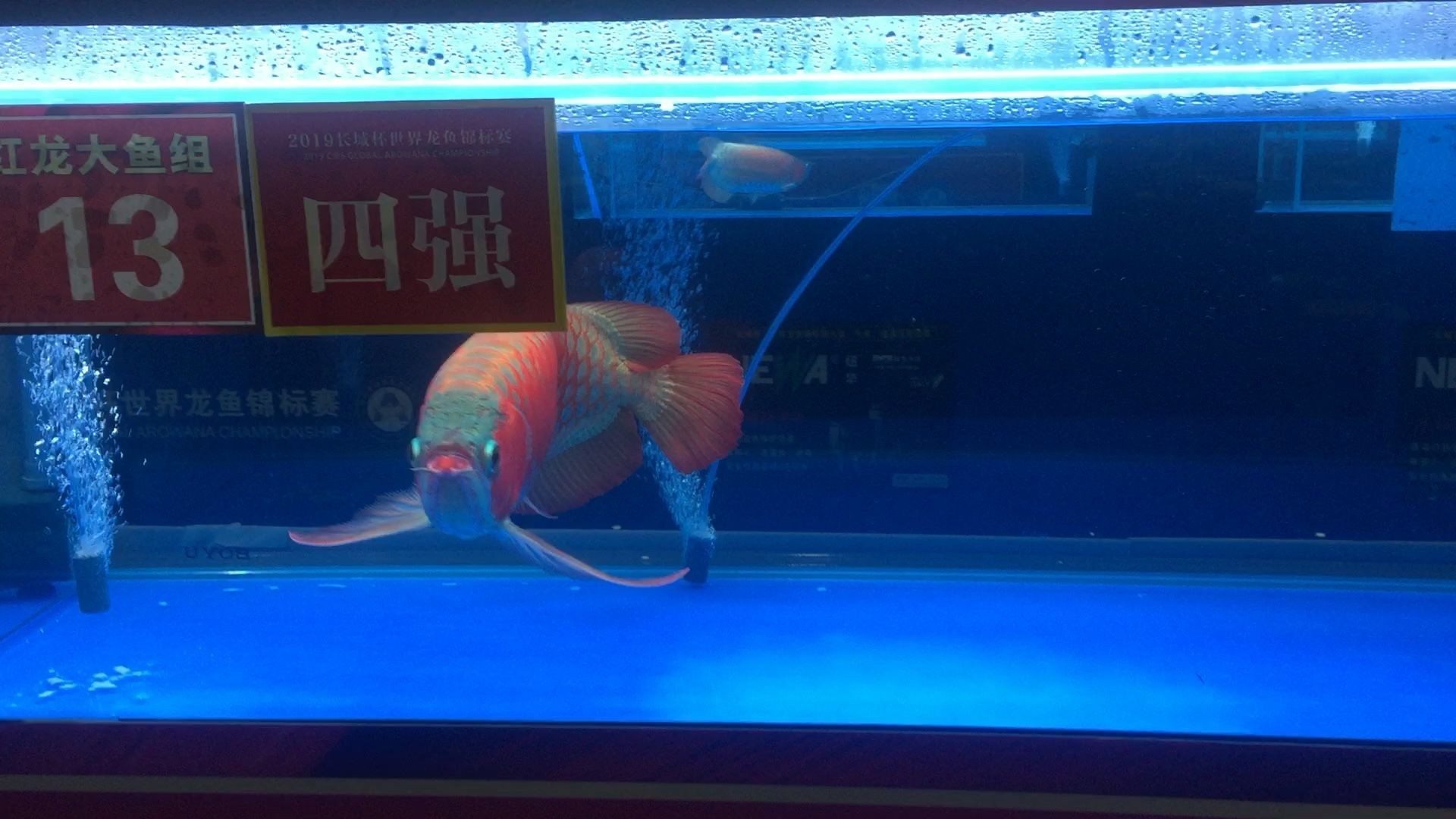 萬龍魚（萬龍魚并不是一個(gè)常見的科學(xué)分類名稱） 萬龍魚（萬龍魚并不是一個(gè)常見的科學(xué)分類名稱） 龍魚百科 第3張