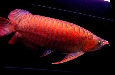 紅龍魚適合什么背景養殖（養紅龍魚要什么顏色的背景）