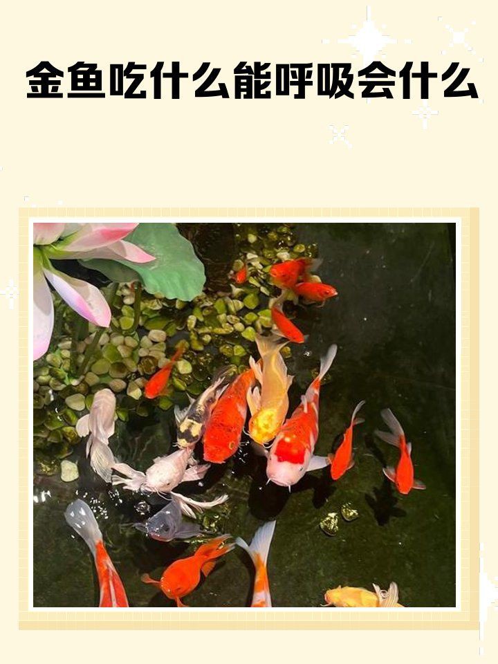 金魚是用肺呼吸嗎