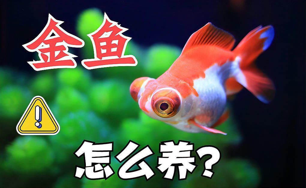 金魚是用肺呼吸嗎