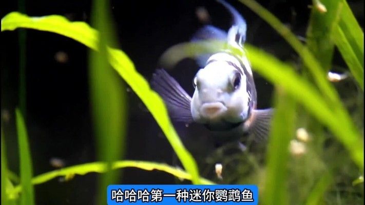 魚缸比較好養(yǎng)的魚有哪些，金波子魚的養(yǎng)殖方式