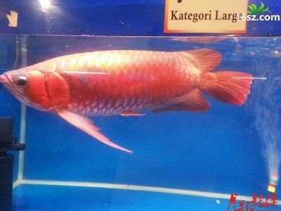 龍魚慢養方法圖解：龍魚的慢養方式圖解