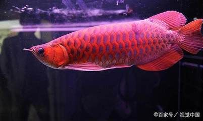 龍魚慢養方法圖解：龍魚的慢養方式圖解