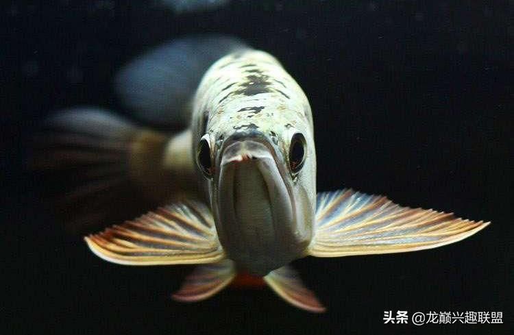 龍魚慢養方法圖解：龍魚的慢養方式圖解