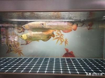 龍魚養(yǎng)2只會不會打架？：如何判斷龍魚的領地意識強弱？