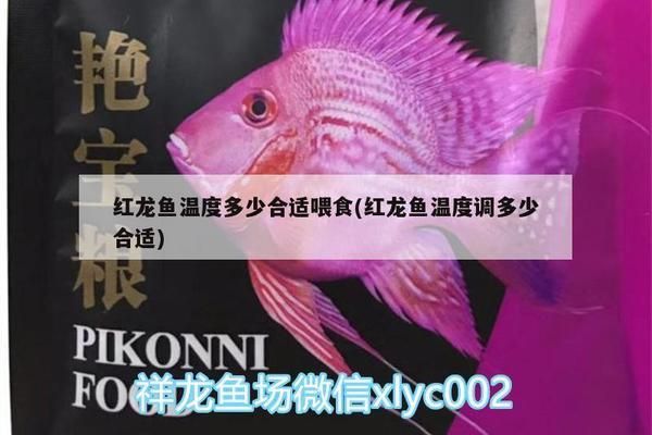 金龍魚的最好品種有哪些名字（金龍魚主要品種及種介紹） 金龍魚的最好品種有哪些名字（金龍魚主要品種及種介紹） 龍魚百科 第1張
