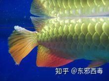 過背金龍魚與黃金龍區別 過背金龍魚與黃金龍區別 龍魚百科 第12張