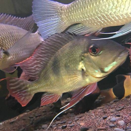 藍玉鳳凰和食土鯛魚的區別 龍魚百科 第7張 藍玉鳳凰和食土鯛魚的區別 藍玉鳳凰和食土鯛魚的區別 龍魚百科 第7張