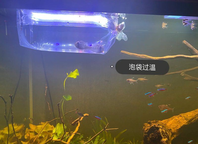 藍玉鳳凰和食土鯛魚的區別 龍魚百科 第4張 藍玉鳳凰和食土鯛魚的區別 藍玉鳳凰和食土鯛魚的區別 龍魚百科 第4張