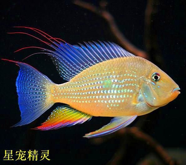 藍玉鳳凰和食土鯛魚的區別 龍魚百科 第3張 藍玉鳳凰和食土鯛魚的區別 藍玉鳳凰和食土鯛魚的區別 龍魚百科 第3張