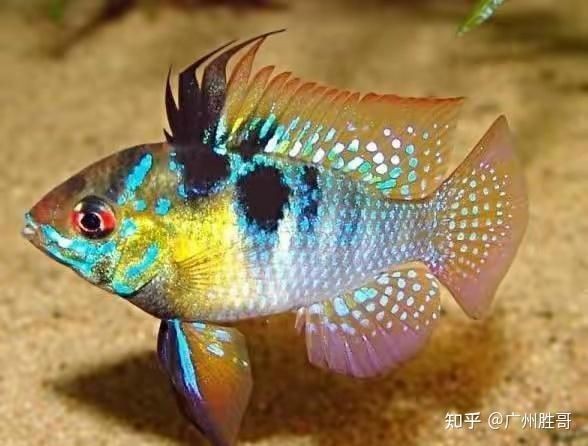 藍玉鳳凰和食土鯛魚的區別 龍魚百科 第2張 藍玉鳳凰和食土鯛魚的區別 藍玉鳳凰和食土鯛魚的區別 龍魚百科 第2張