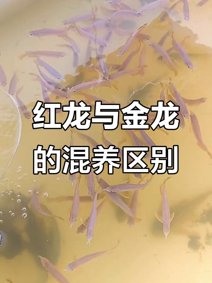 紅龍和金龍哪個更好養(yǎng)？
