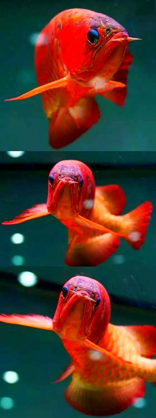 品相好的紅龍魚 品相好的紅龍魚 龍魚百科 第17張