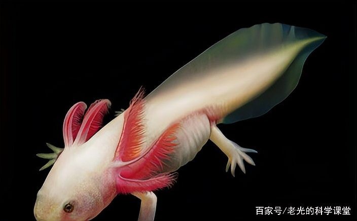 長的像龍魚的小型魚是什么魚啊