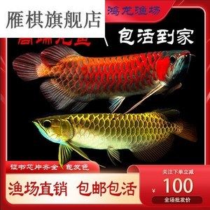 紅龍魚的生長潛力受到多種因素影響，紅龍魚的生長潛力：紅龍魚的生長潛力 紅龍魚的生長潛力受到多種因素影響，紅龍魚的生長潛力：紅龍魚的生長潛力 龍魚百科 第2張
