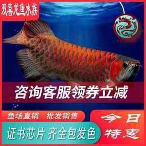 紅龍魚的生長潛力受到多種因素影響，紅龍魚的生長潛力：紅龍魚的生長潛力 紅龍魚的生長潛力受到多種因素影響，紅龍魚的生長潛力：紅龍魚的生長潛力 龍魚百科 第3張