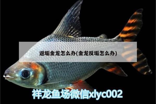 金龍魚反垢怎么處理（如何處理金龍魚反垢）
