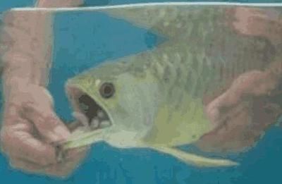 黃金龍魚養了三年值多少錢（養了3年的名貴金龍魚今天就要打包出售了你猜它能值多少錢）