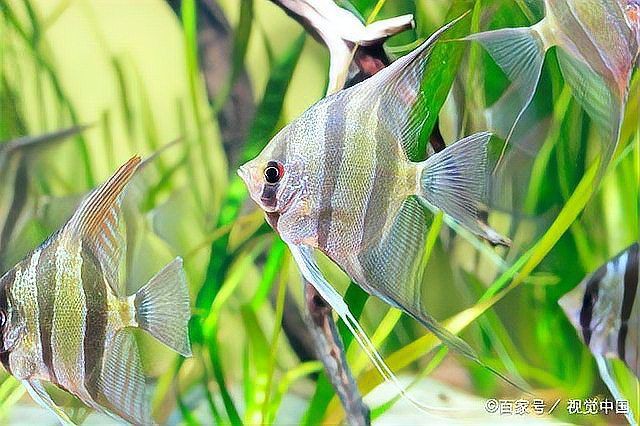 魚身上潰爛 霉凈爛